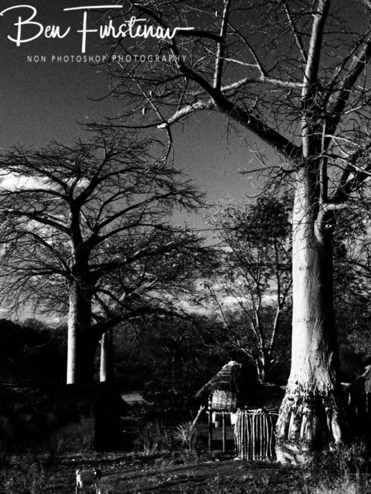 Land of Baobab trees, Tete, Mozambique 