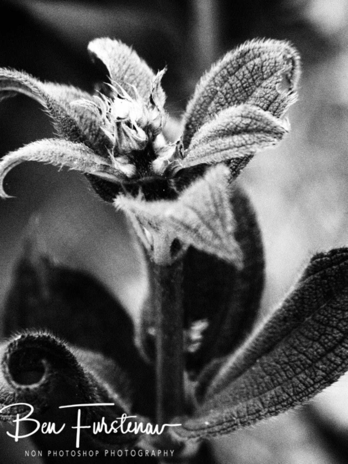 Alpine in black and white, Mulanje Mountains, Malawi 