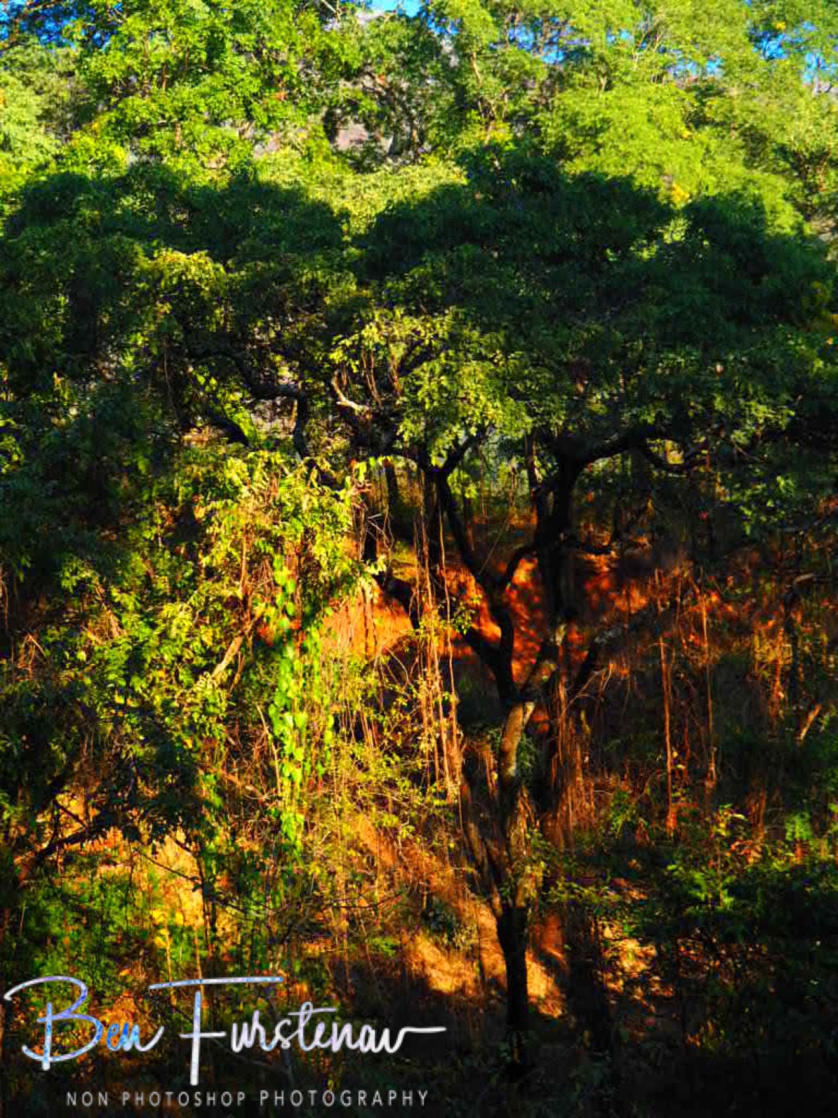 Ancient sacrifices in the jungle Mountains, Mulanje Mountains, Malawi