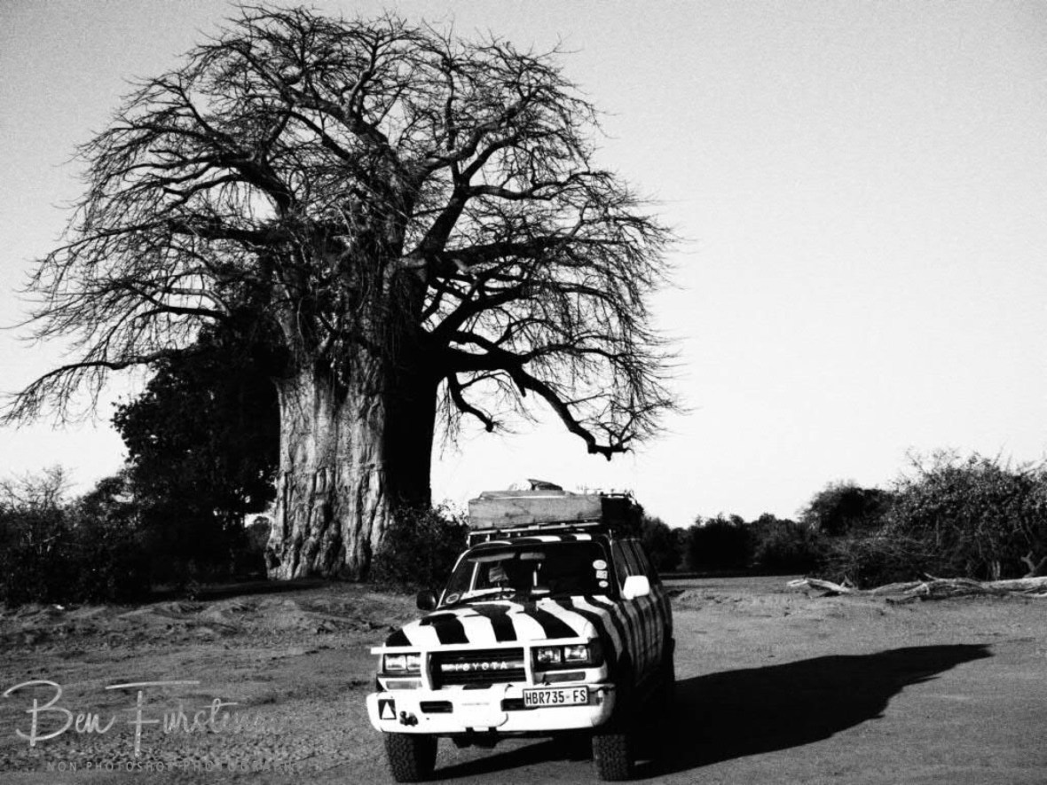 Two giants, Lower Zambezi National Park, Zambia 