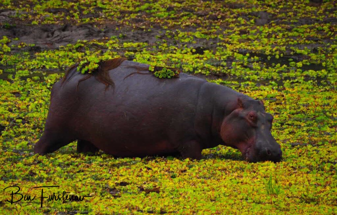 Food and fashion in one, South Luangwa National Park, Zambia 
