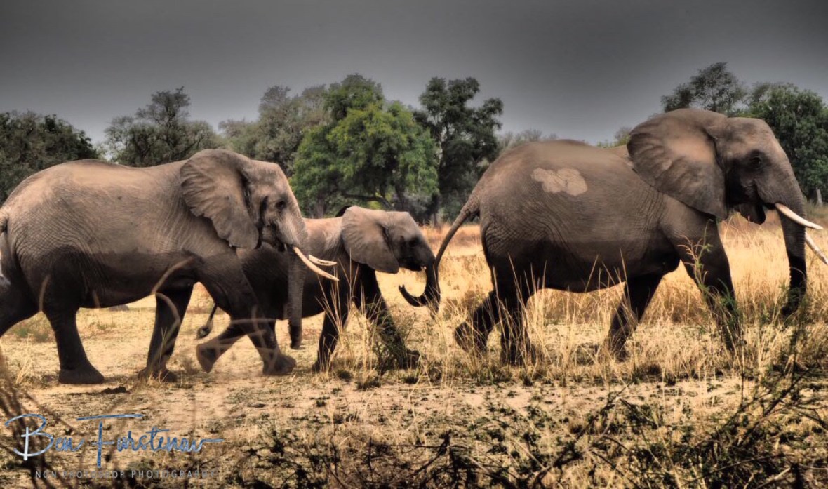 Happy faces again, South Luangwa National Park, Zambia 