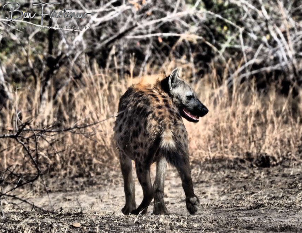 Laughing Spotted hyena, South Luangwa National Park, Zambia 