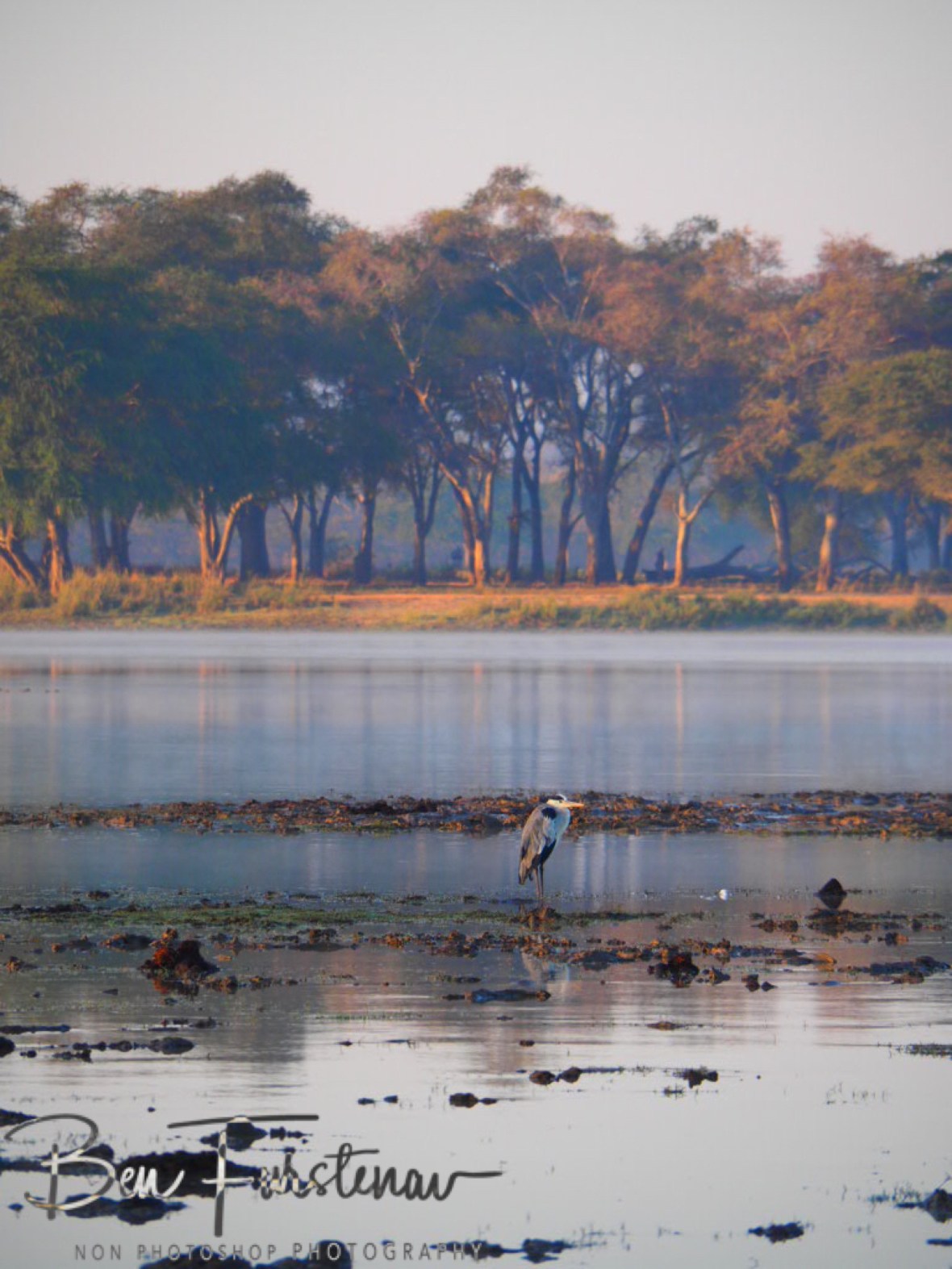 A heron enjoys calm waters at Vwaza Marsh National Reserve, Malawi 