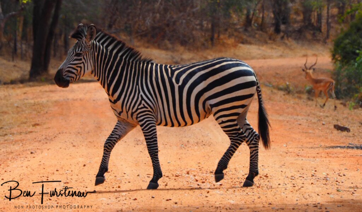Zebra crossing in South Luangwa National Park, Zambia 