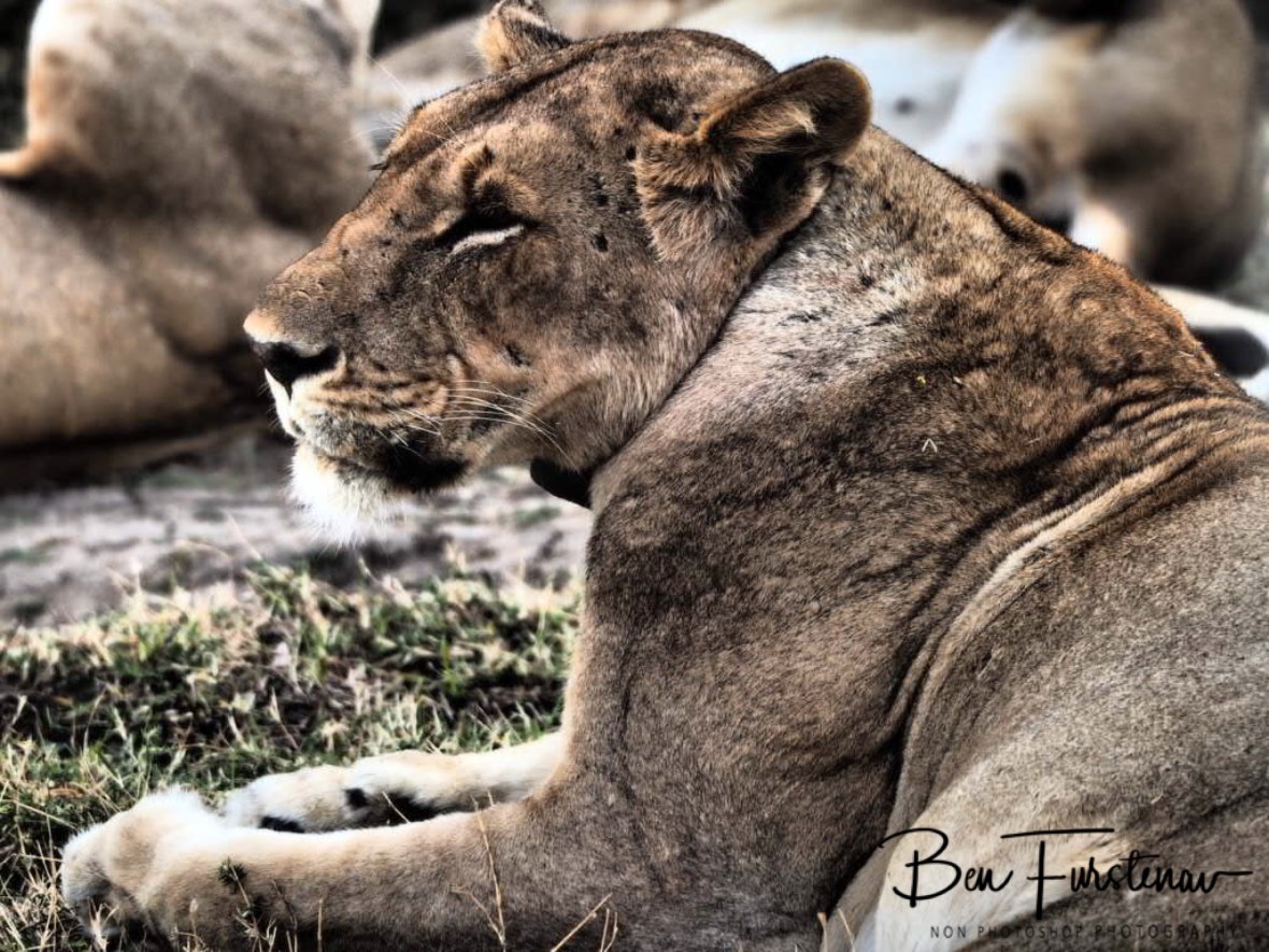 Tired, hungry face, South Luangwa National Park, Zambia 