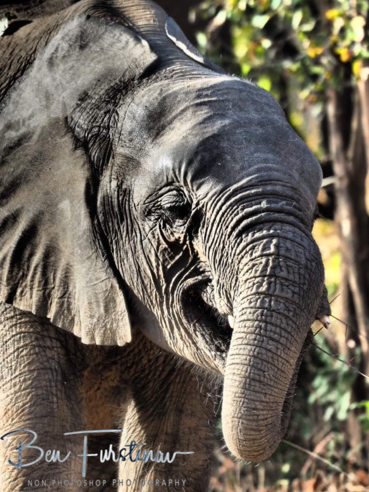 Simply gorgeous, South Luangwa National Park, Zambia 