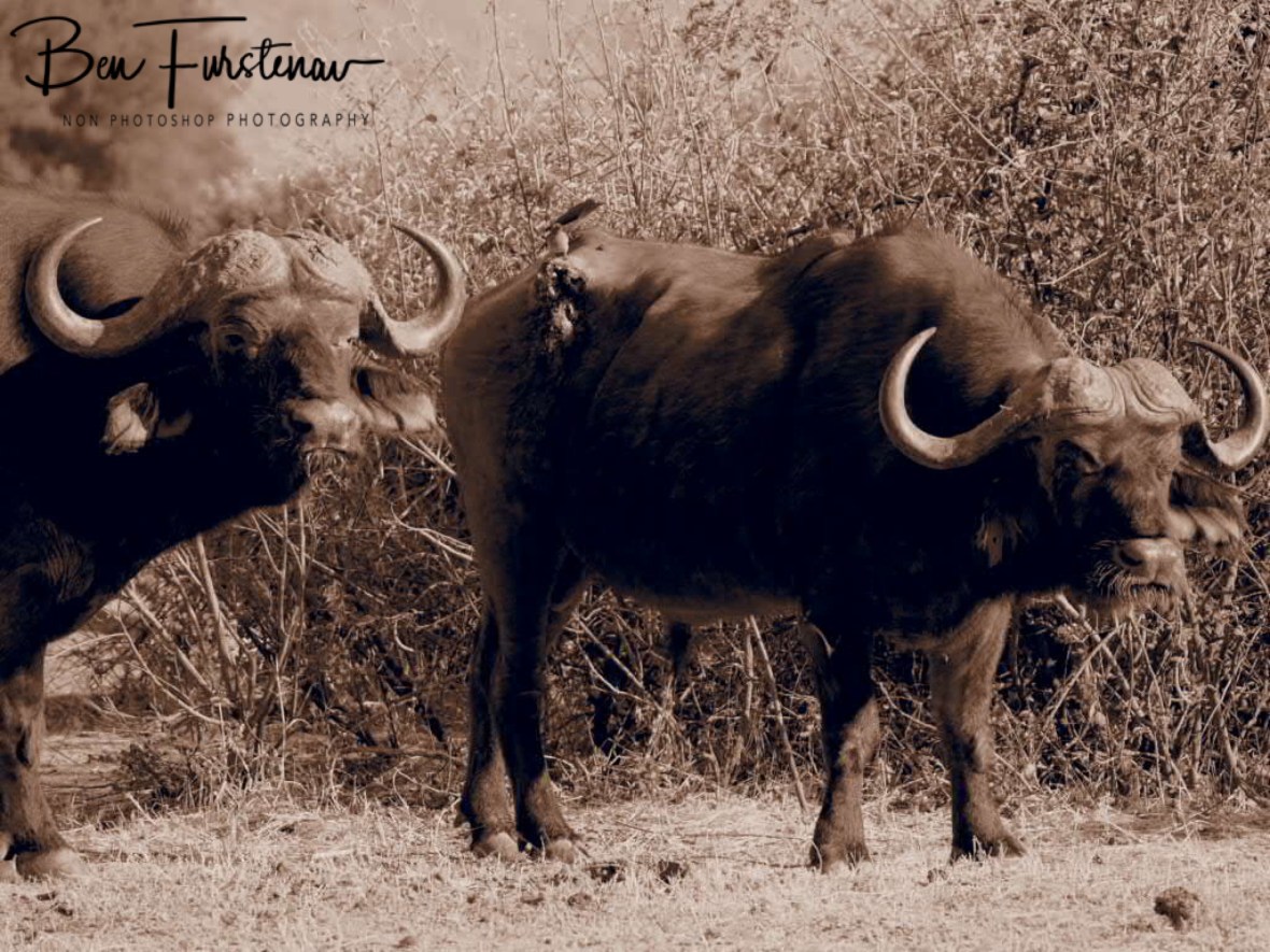 Not happy , Jen! Lower Zambezi National Park, Zambia 