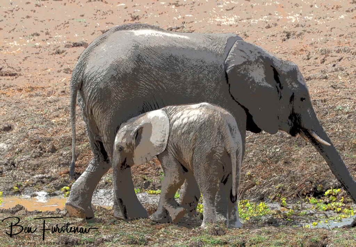 Water of life in South Luangwa National Park, Zambia 