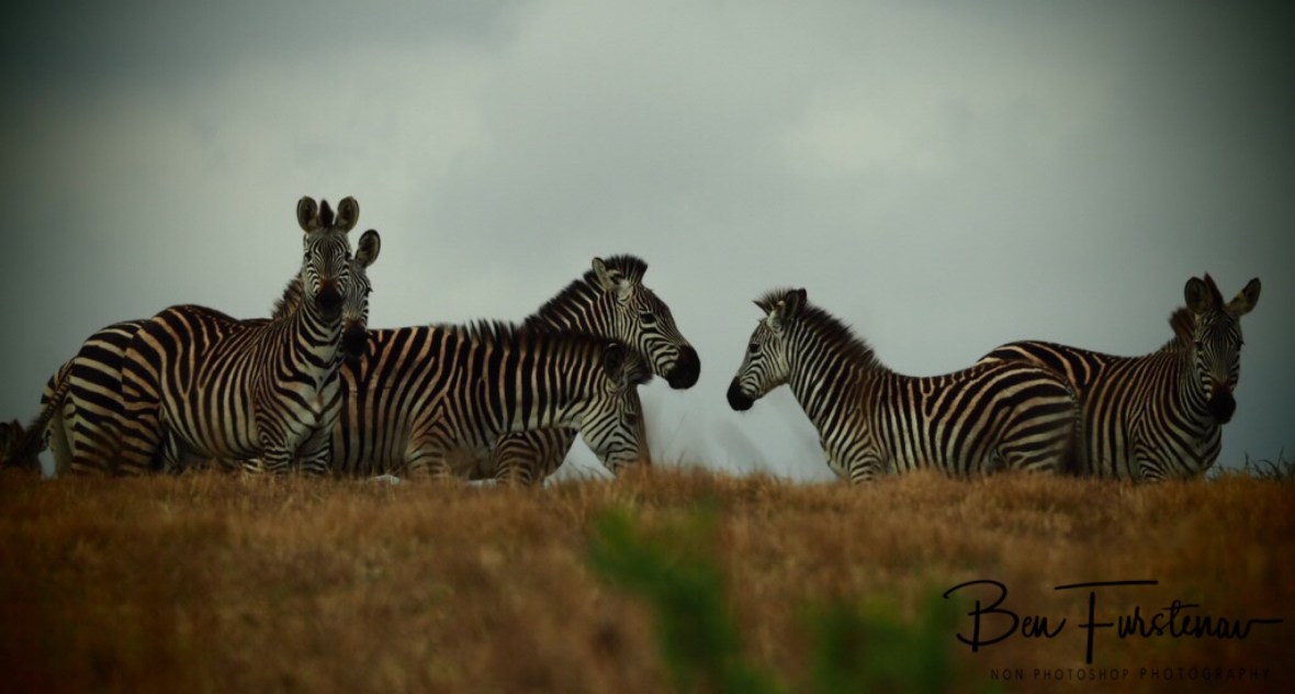 Suspicious zebras, Nyika National Park, Malawi 