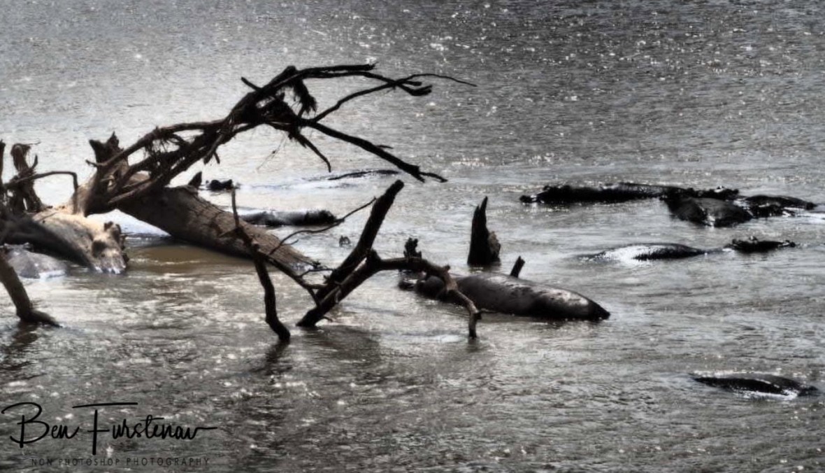 Using washed out trees as current shelter, South Luangwa National Park, Zambia 