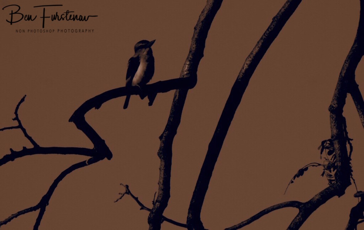 Walking on tbe moon, Lower Zambezi National Park, Zambia 