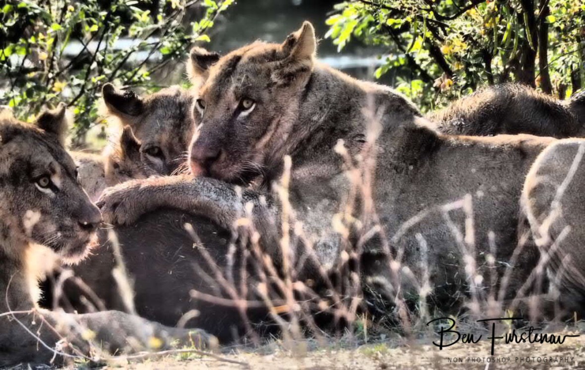 The leader it’s first, Lower Zambezi National Park, Zambia 
