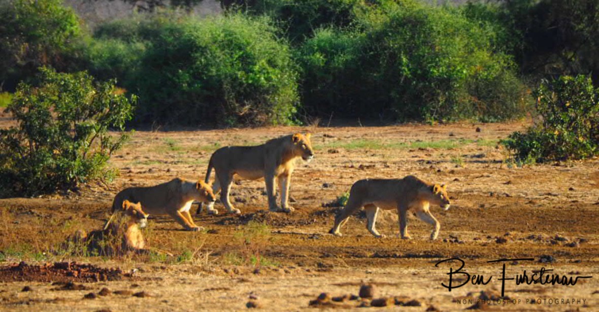 On the prowl, one is behind the pack, Lower Zambezi National Park, Zambia 