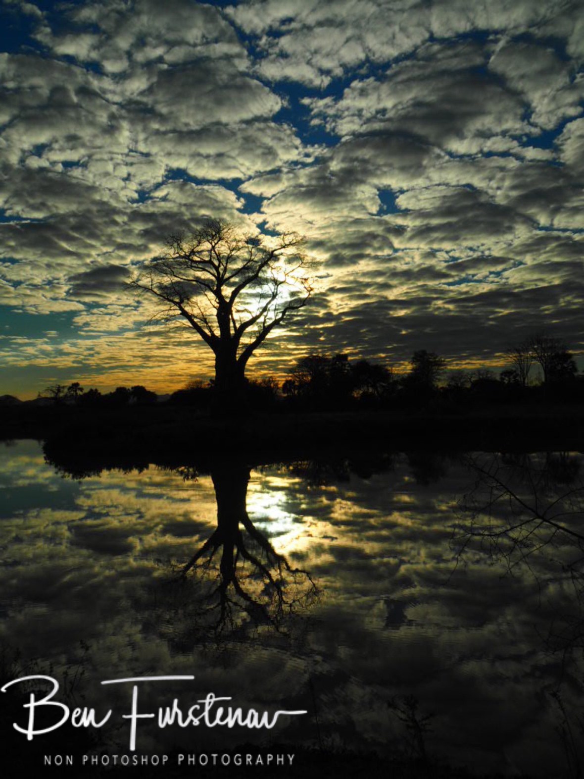 Baobab sunrise reflections, Lower Zambezi Valley, Zambia 