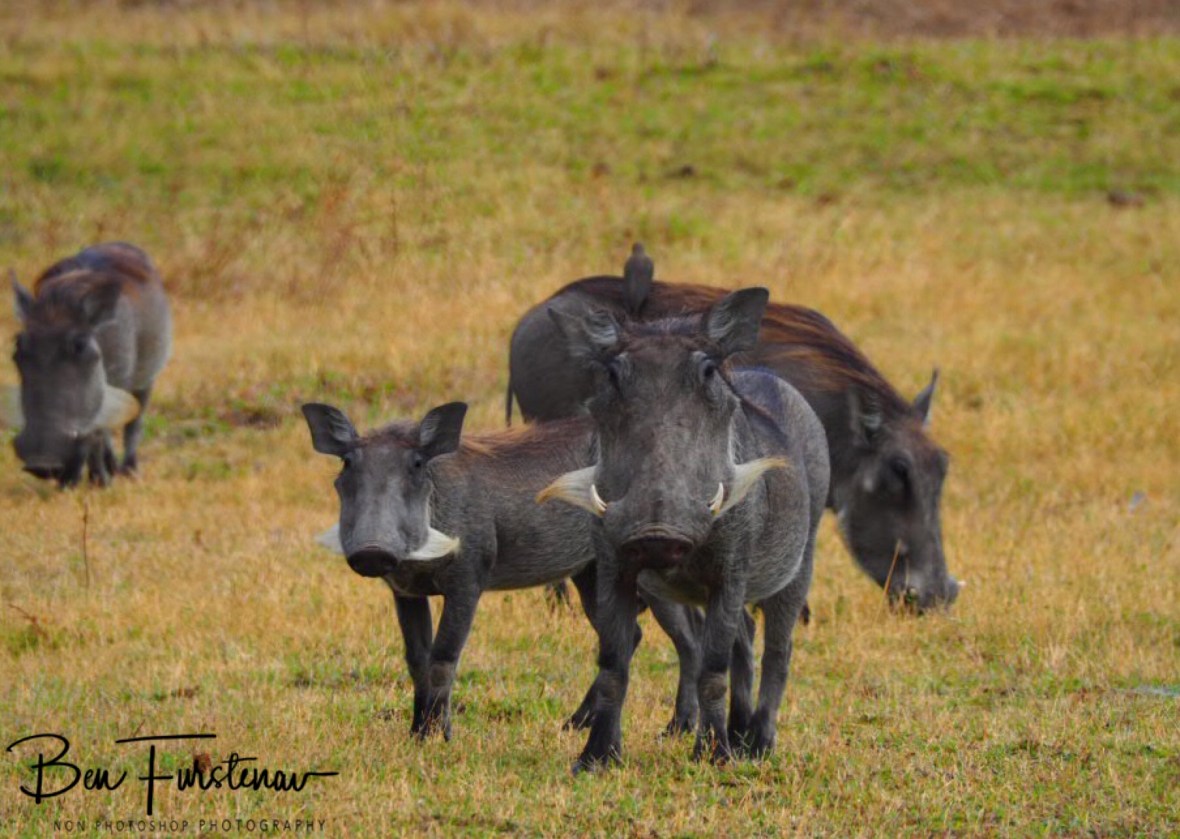 Warting on what’s happening, South Luangwa National Park, Zambia 