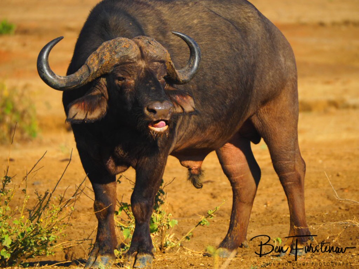 We’re not done yet, Lower Zambezi National Park, Zambia 