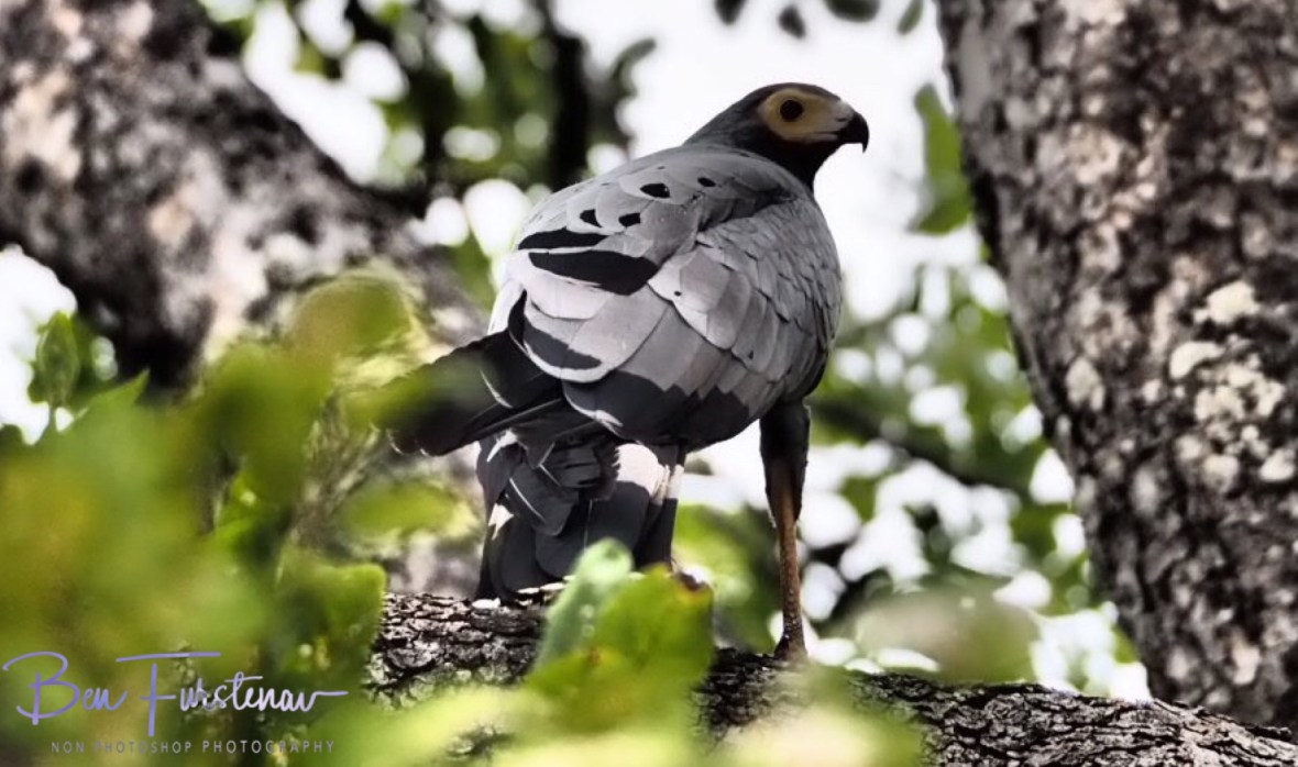 Reptile buzzard at South Luangwa National Park, Zambia 