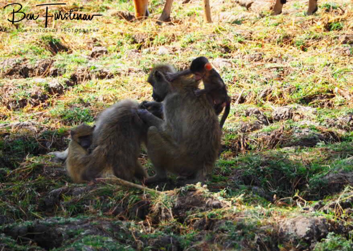 Mom is unfaced whilst youngsters are up to mischief, South Luangwa National Park, Zambia 