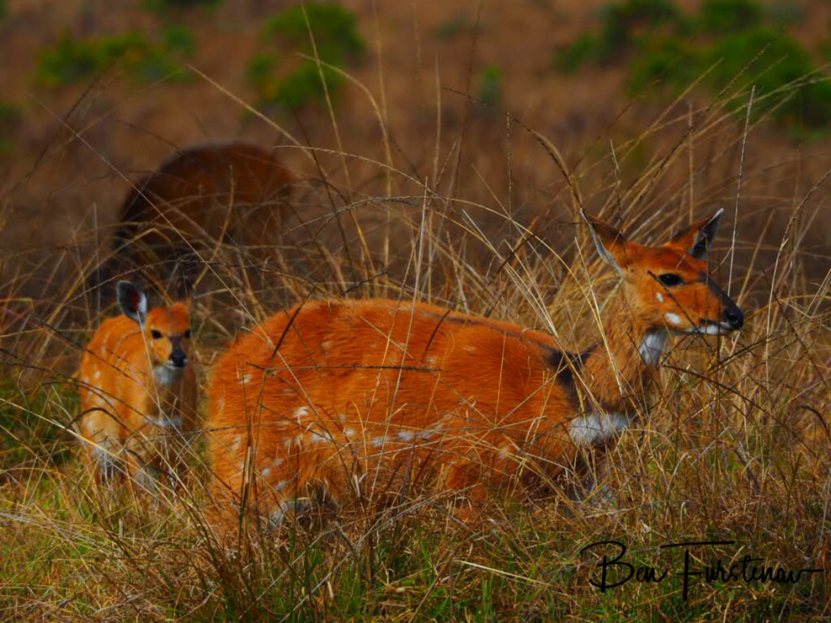 Bushbuck stalking through high grass, Nyika National Park, Malawi 