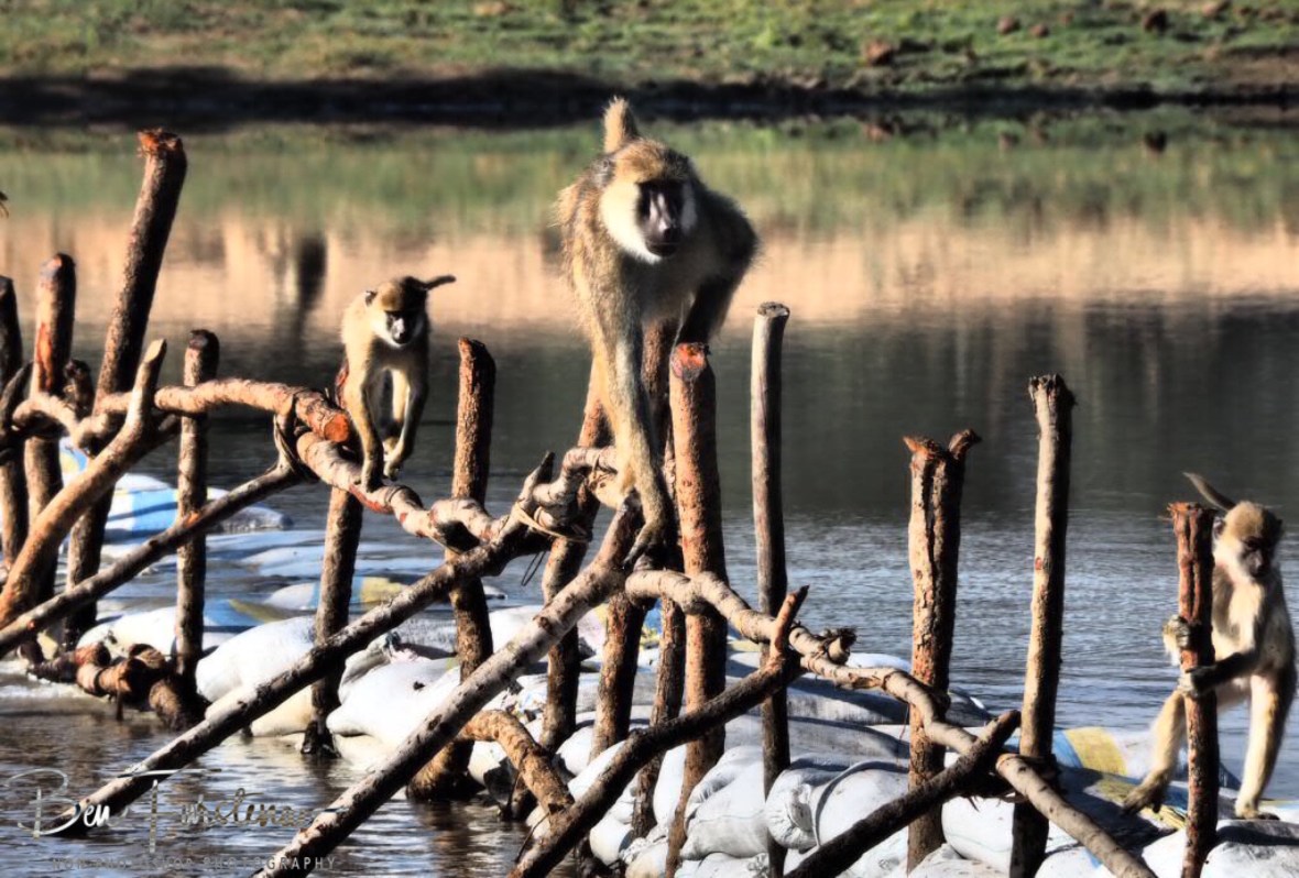 Young ones still practicing on style, Vwaza Marsh National Reserve, Malawi 