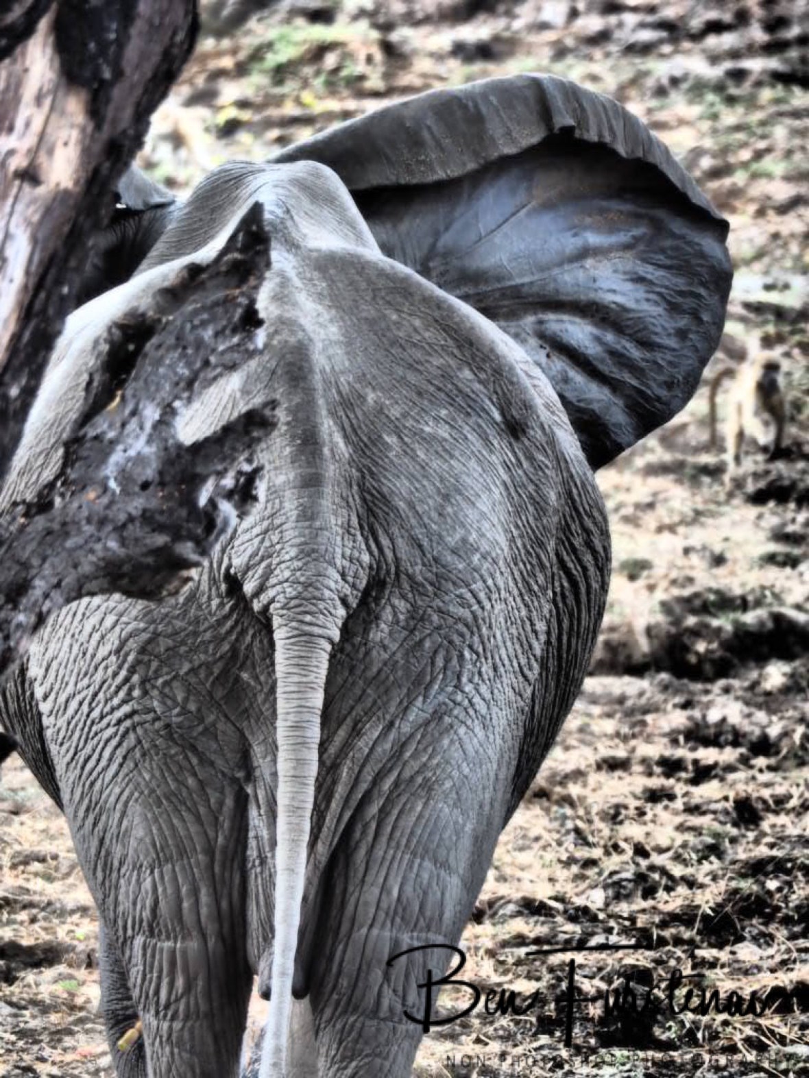 Tree or elephant patch? South Luangwa National Park, Zambia 