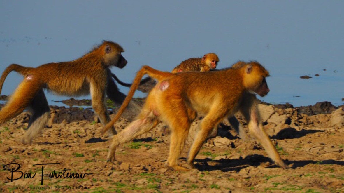 Hurrying to the best viewing point, Vwaza Marsh National Reserve,Malawi 