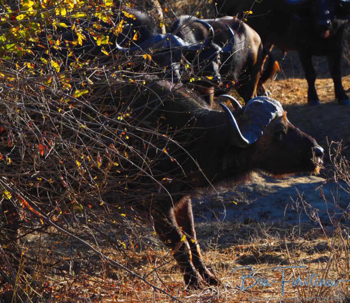 That’s the spot, right there, Lower Zambezi Valley, Zambia