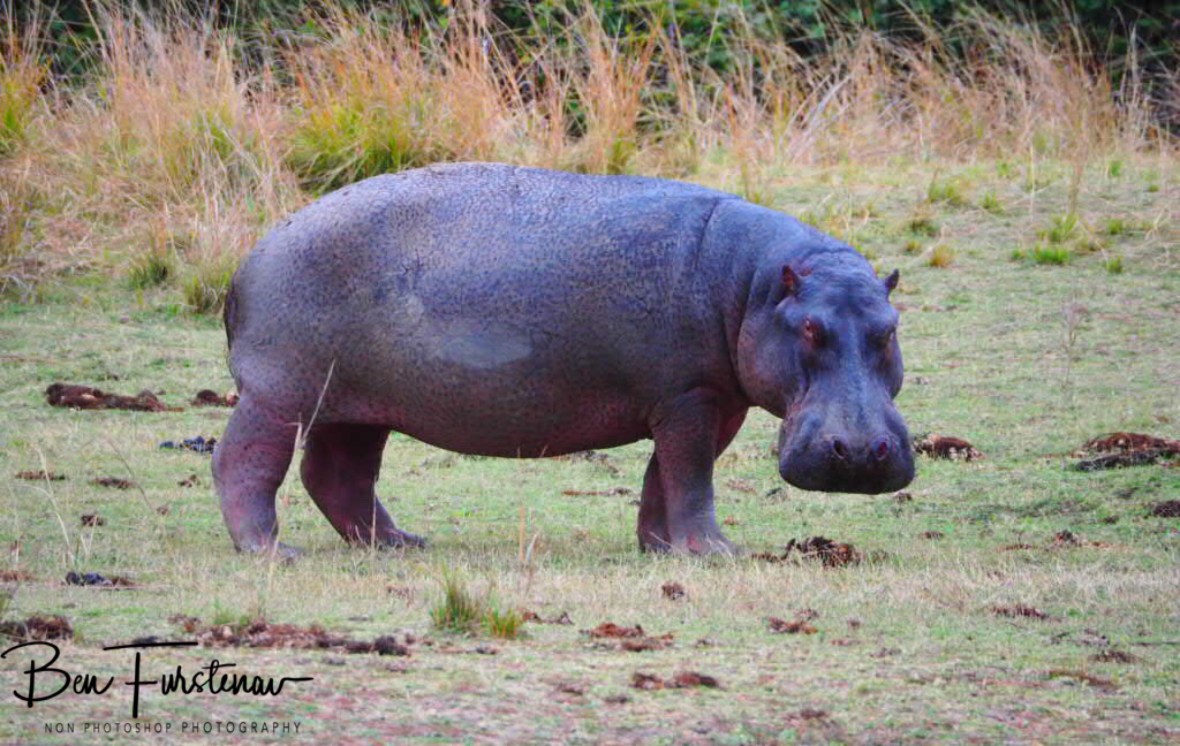 Surprisingly blue/purple skin on this grazing hippo, South Luangwa National Park, Zambia 