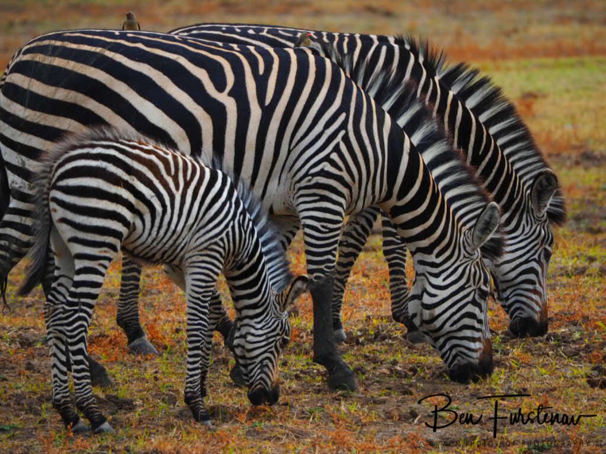 Synchronised grazing, South Luangwa National Park, Zambia 