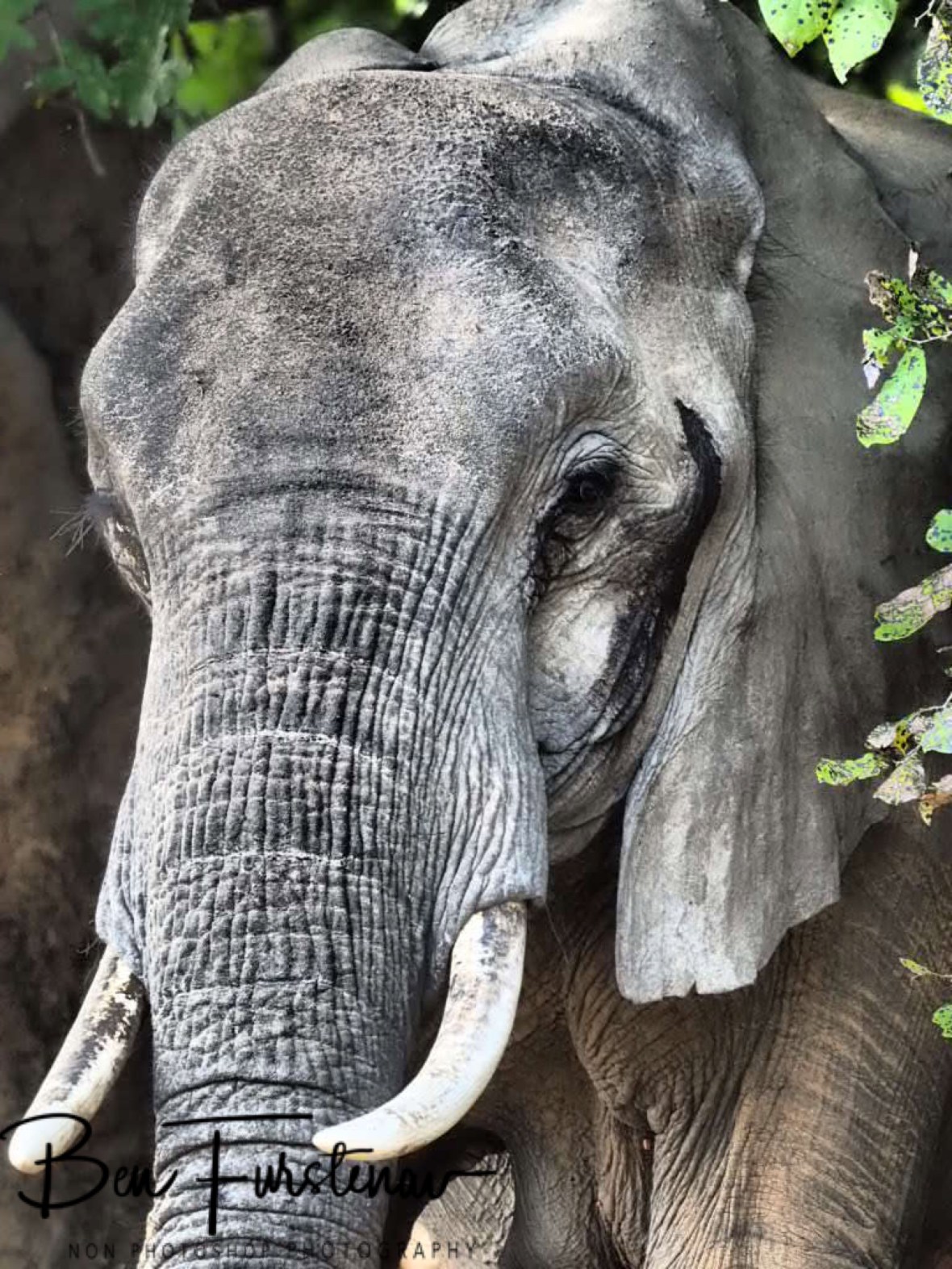 Calm giant, South Luangwa National Park, Zambia 