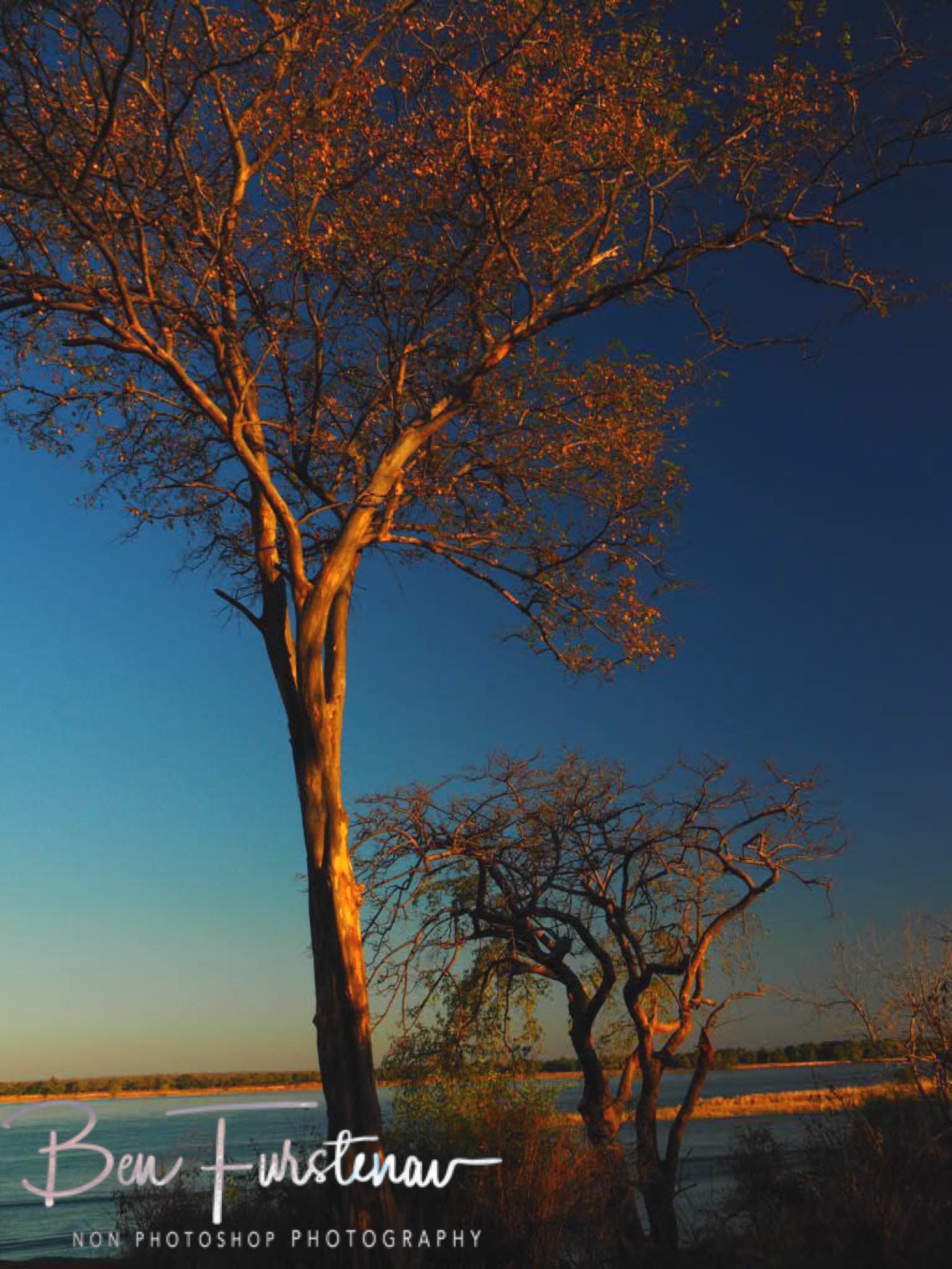 Trees on Zambezi River, Lower Zambezi Valley, Zambia 