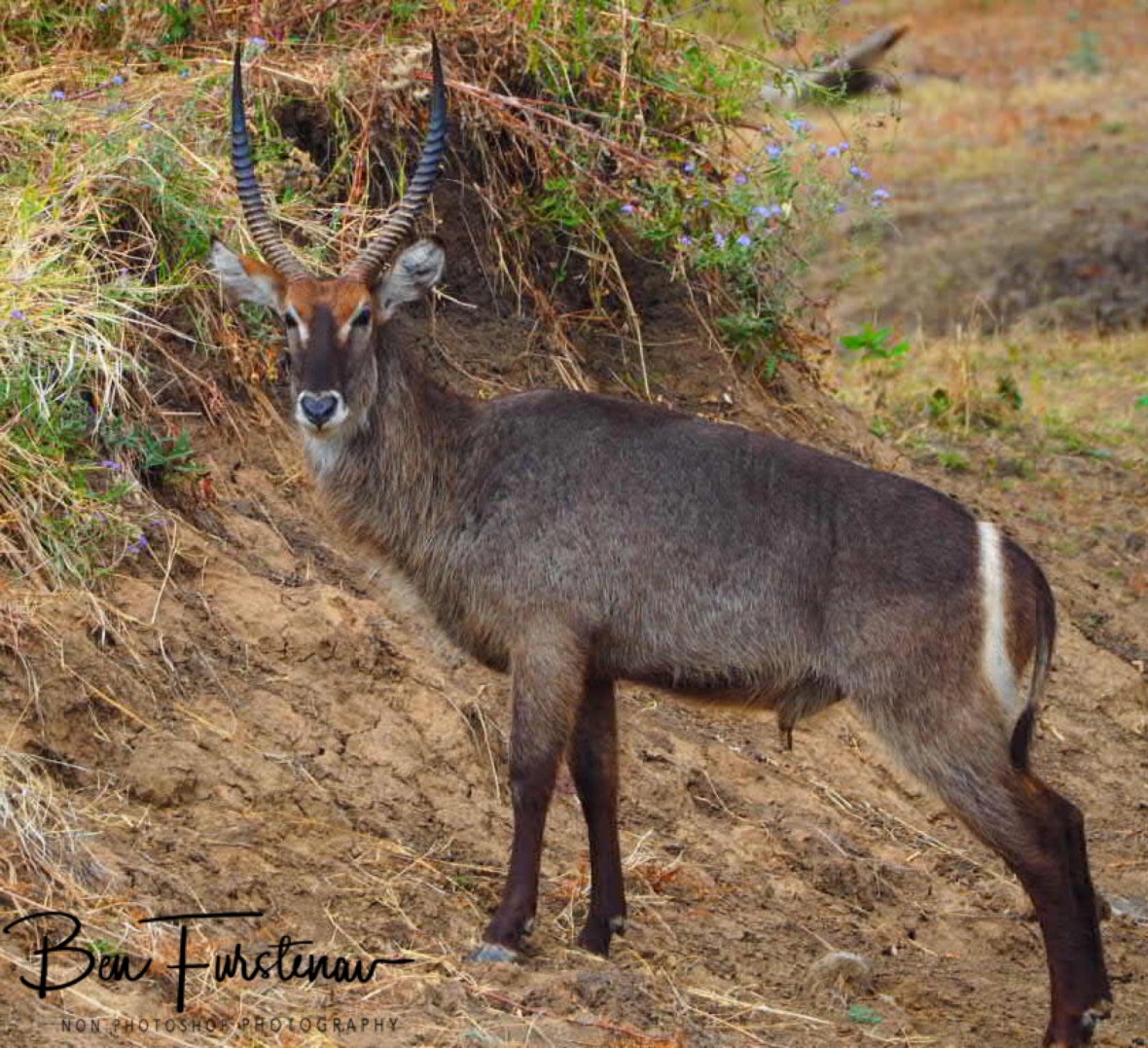 Just checking if there really is another zebra?! South Luangwa National Park, Zambia 