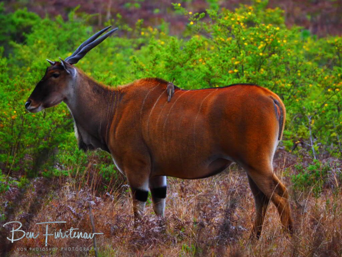 Africa’s largest Antilope, the Eland at Nyika National Park, Malawi 