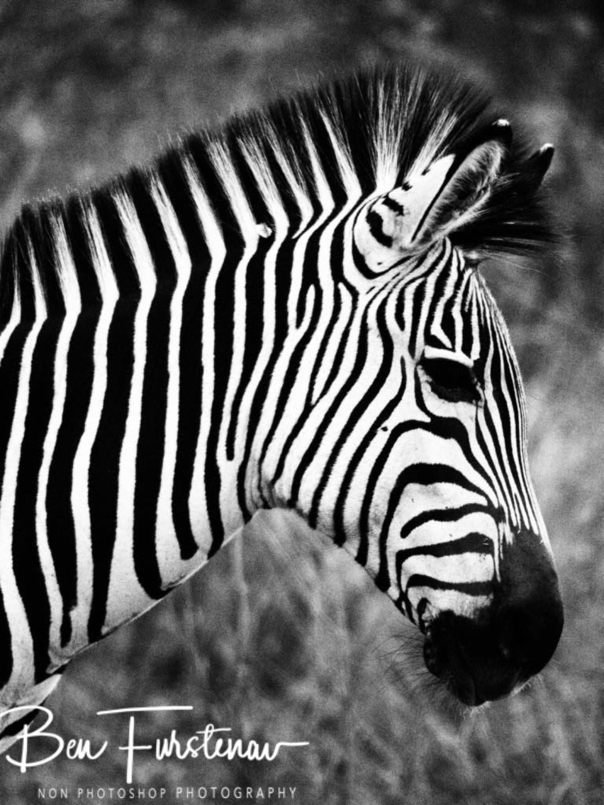 Perfexy mane, South Luangwa National Park,Zambia 