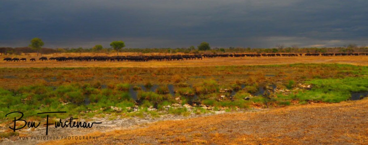 A huge herd off buffalo, South Luangwa National Park, Zambia