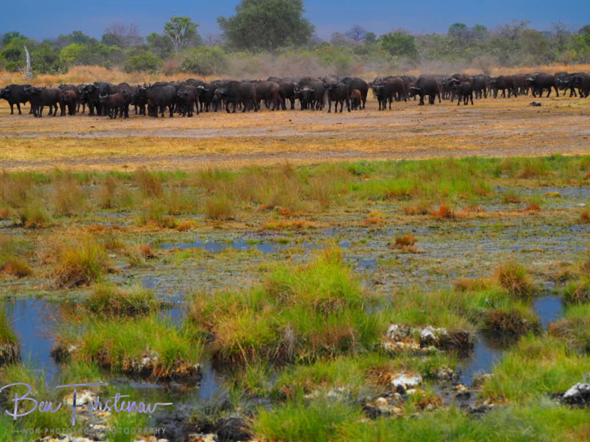 Free entrance to the lagoon, South Luangwa National Park, Zambia