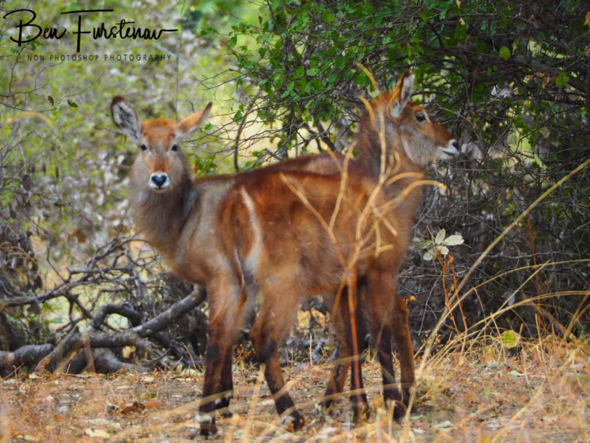 Shame about the high grass, hard to focus, South Luangwa National Park, Zambia 