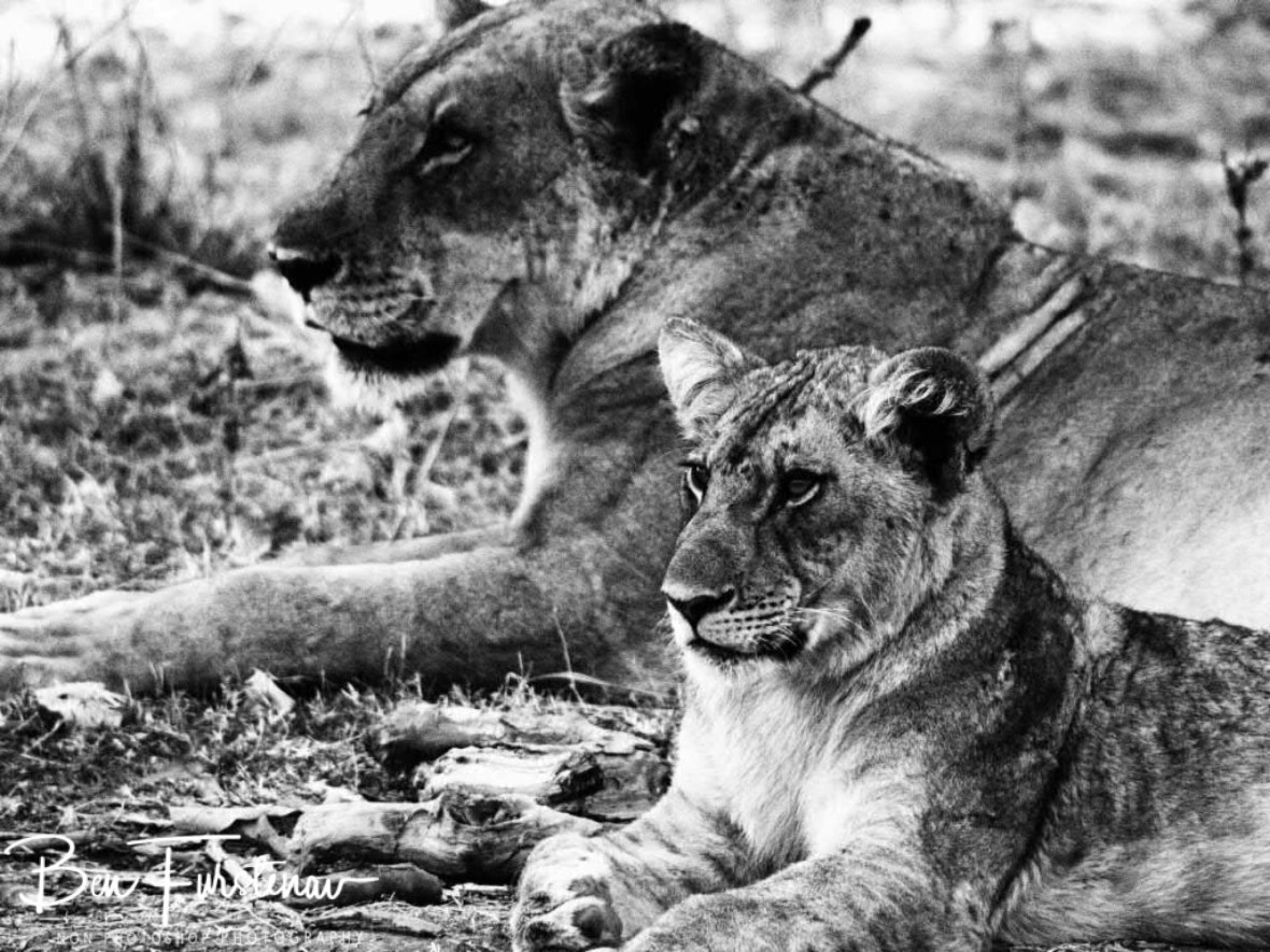Mother and cub with the same spirit, South Luangwa National Park, Zambia 