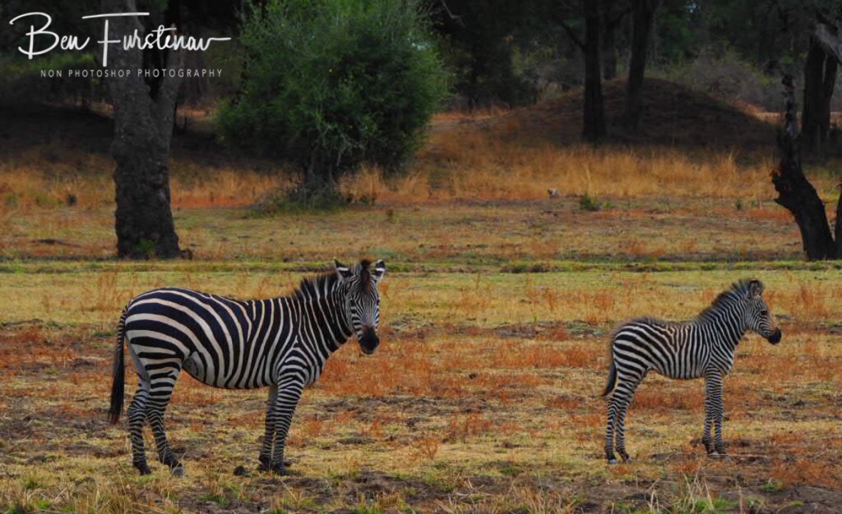 Fowl and mother on grassy plains, South Luangwa National Park, Zambia 