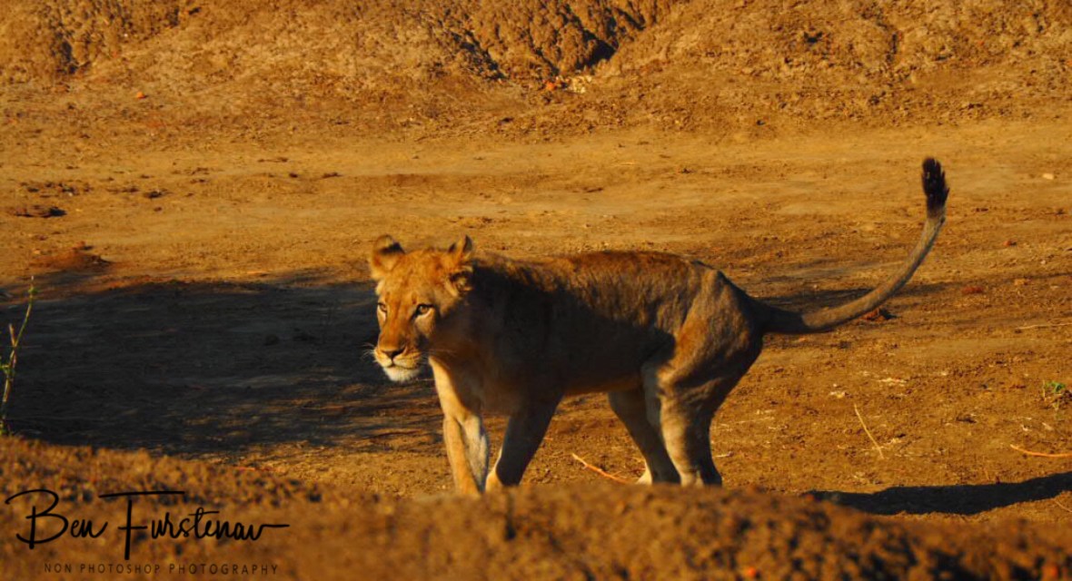 Retrieving behind Zimba, Lower Zambezi National Park, Zambia 