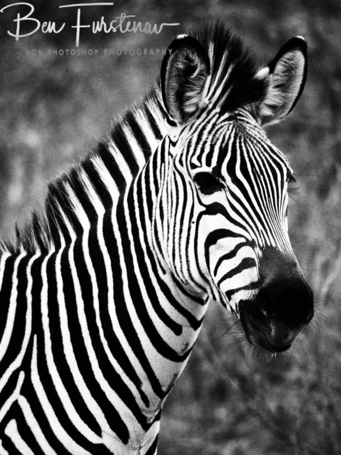 Striking patterns of a zebra in South Luangwa National Park, Zambia 