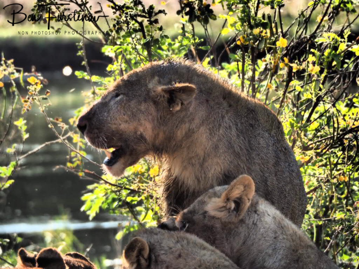 Making a statement, Lower Zambezi National Park, Zambia 