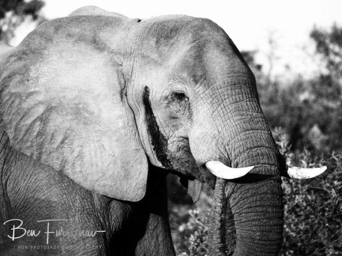 Lonesome elephant bull, Lower Zambezi National Park,Zambia 
