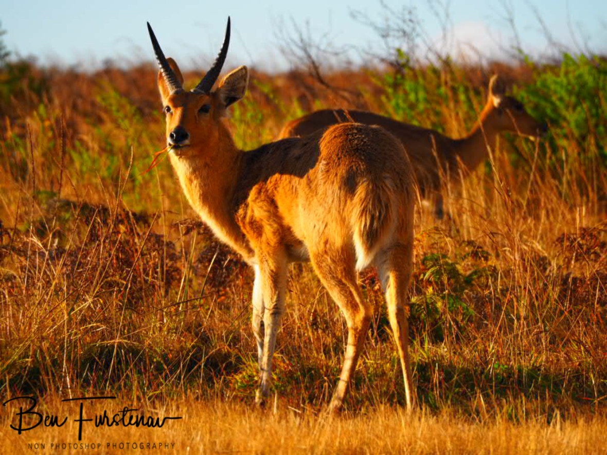 Reetbuck at Nyika National Park, Malawi 
