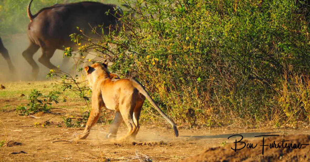 The chase is on, Lower Zambezi National Park, Zambia 