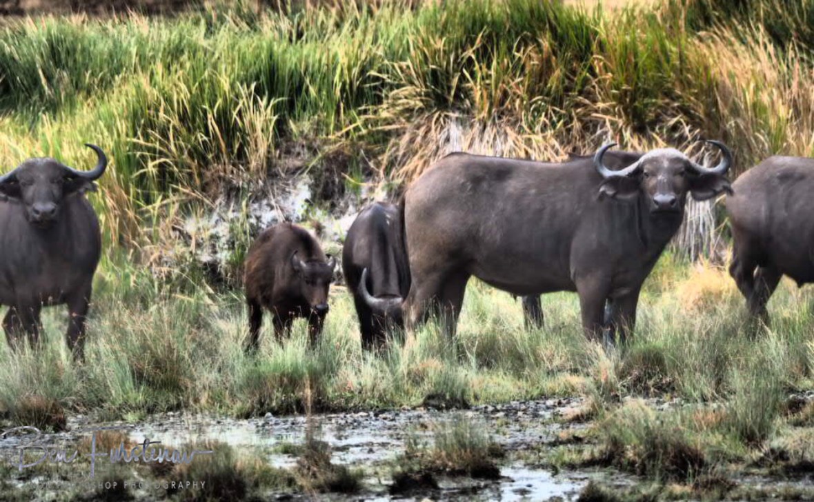 Happy at last, South Luangwa National Park, Zambia 