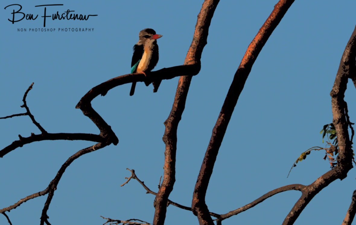 He just wouldn’t move, Lower Zambezi National Park,Zambia 