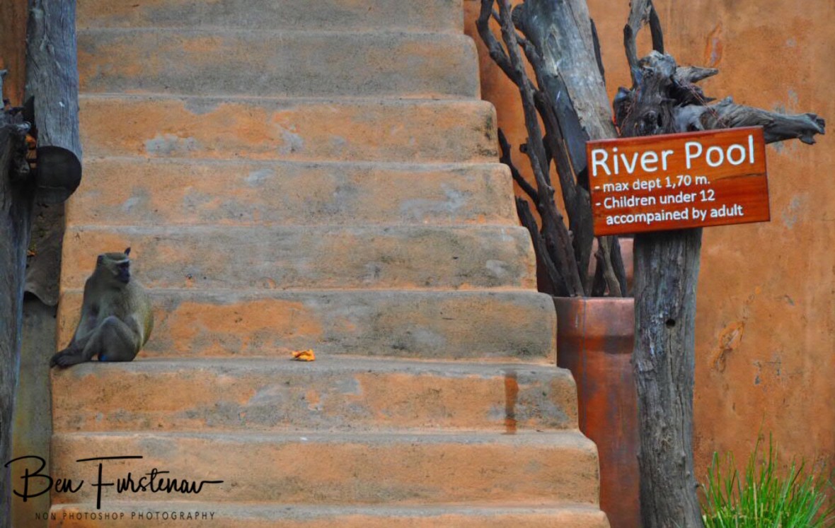 Pool monkey? Track and Trail Rivercamp, South Luangwa National Park, Zambia 