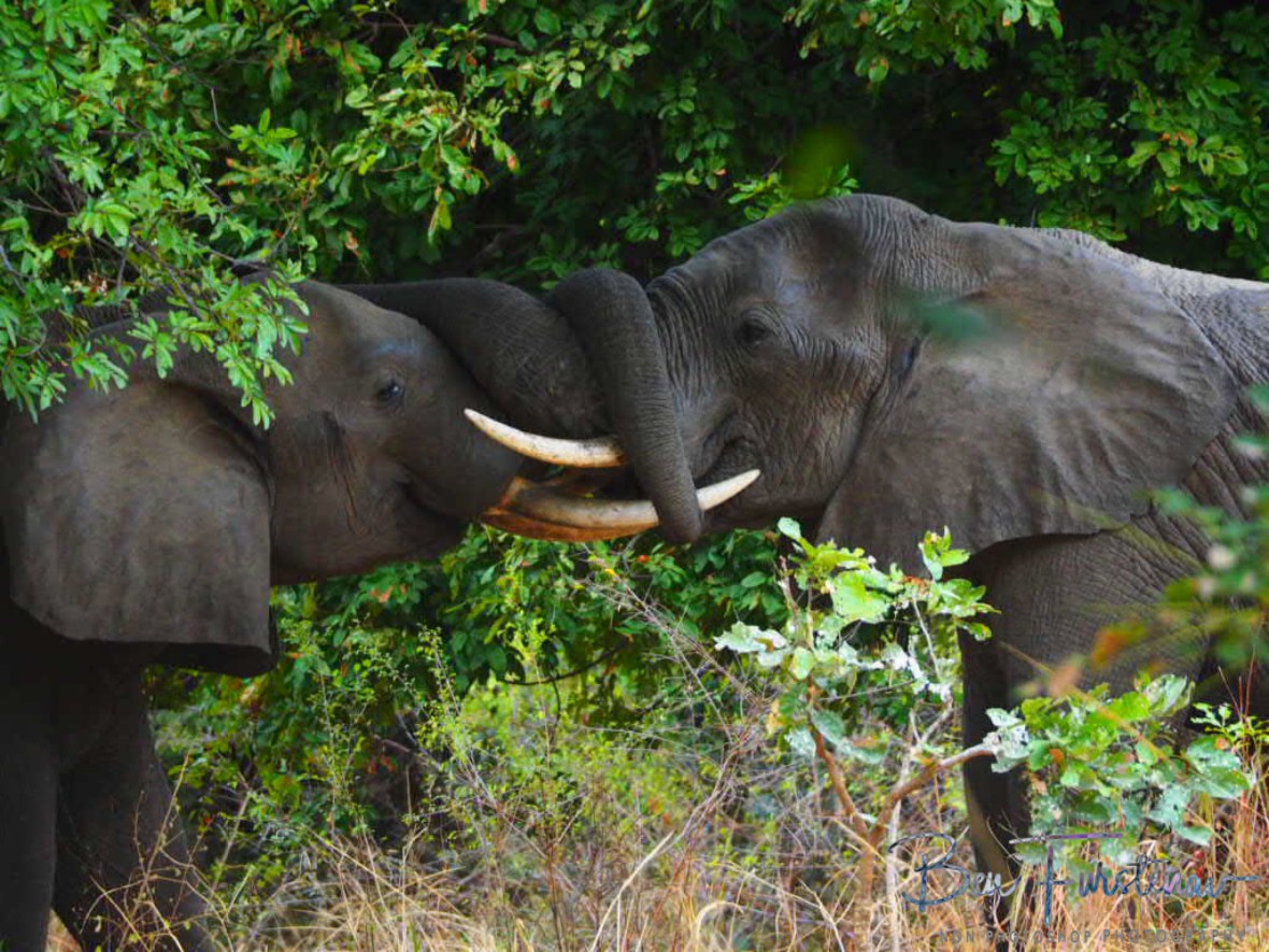 Trunk wrestling in South Luangwa National Park, Zambia